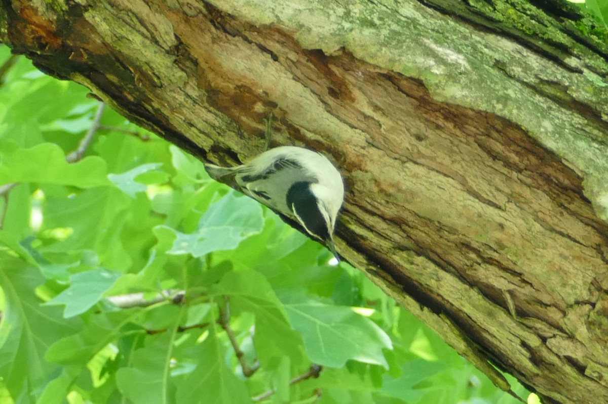 White-breasted Nuthatch - ML618892306