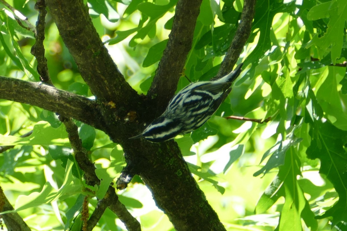 Black-and-white Warbler - ML618892312