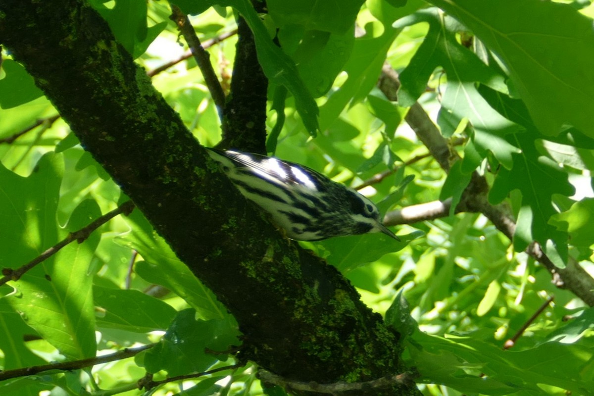 Black-and-white Warbler - ML618892313