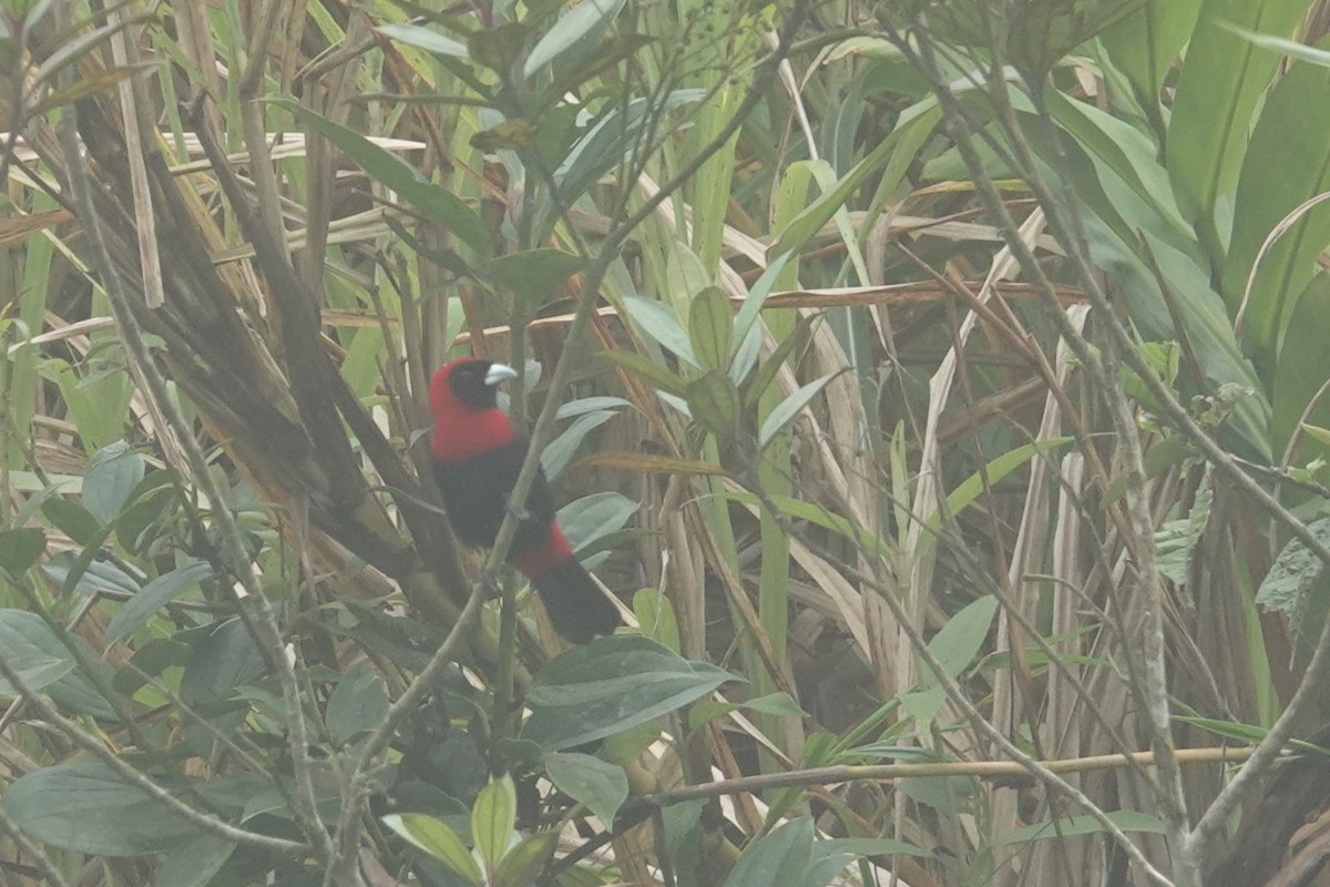 Crimson-collared Tanager - ML618892315