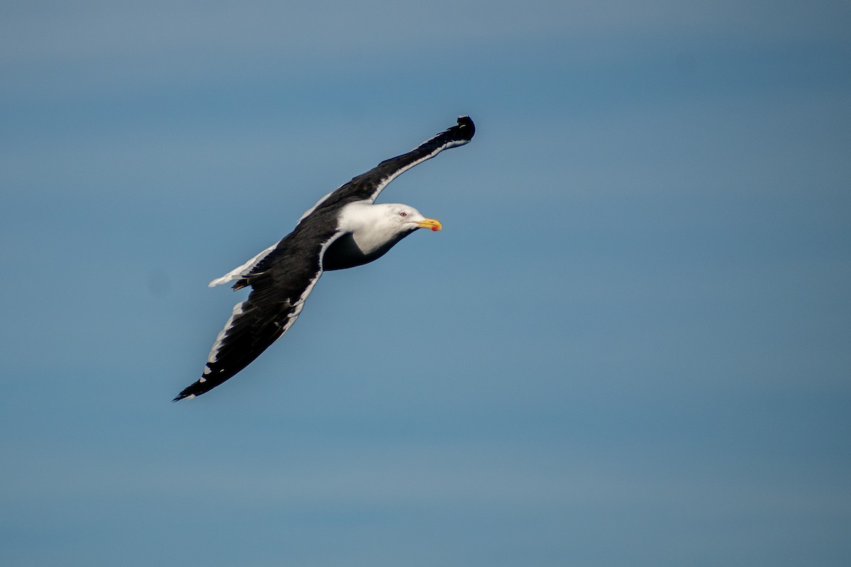 Kelp Gull (dominicanus) - Ezequiel Racker