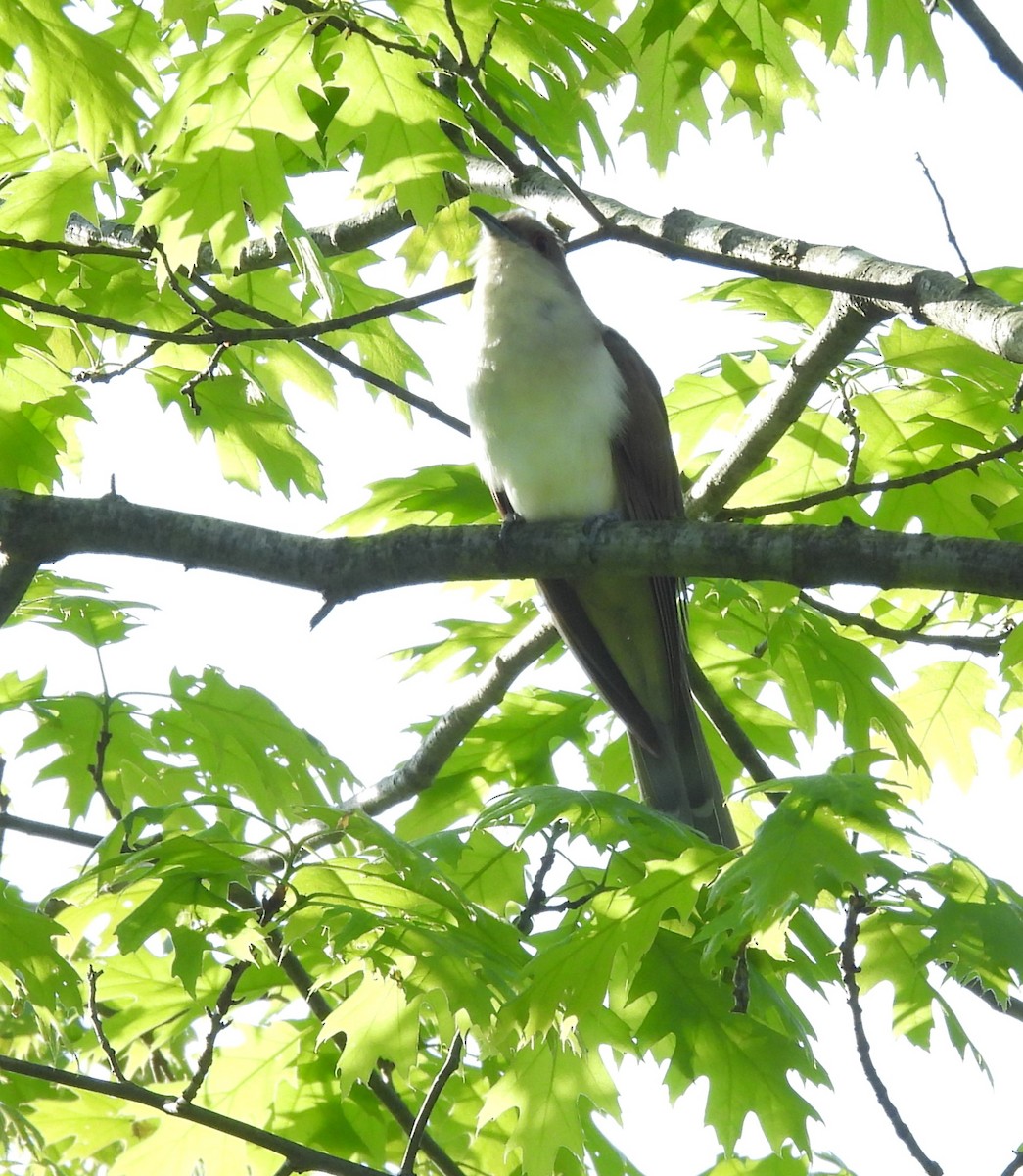 Black-billed Cuckoo - Donna Kenski