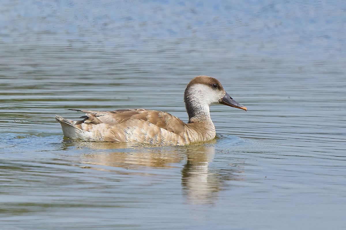 Red-crested Pochard - ML618892375