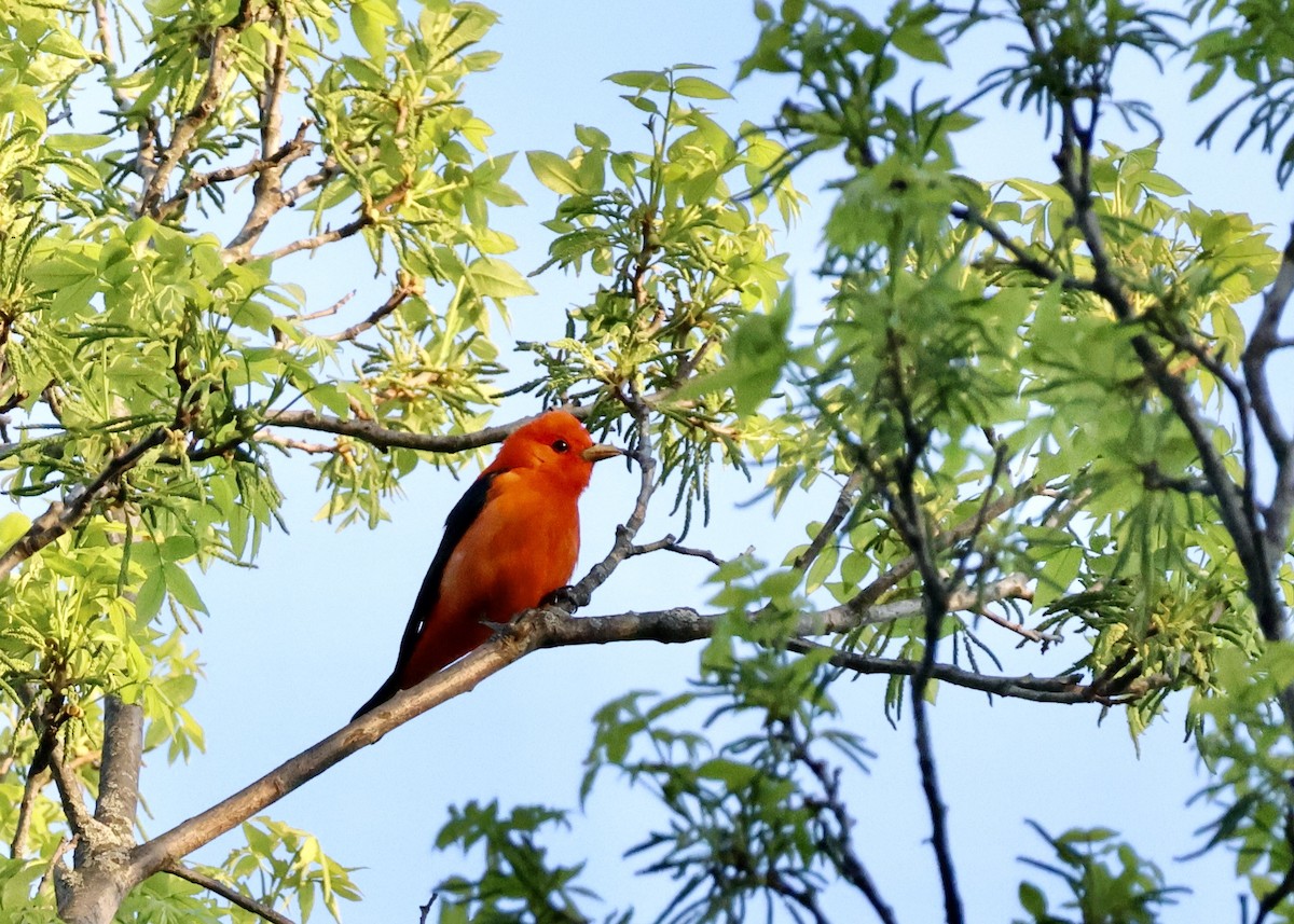 Scarlet Tanager - ML618892392