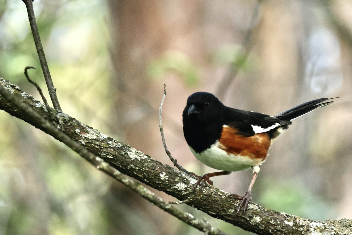 Eastern Towhee - ML618892406