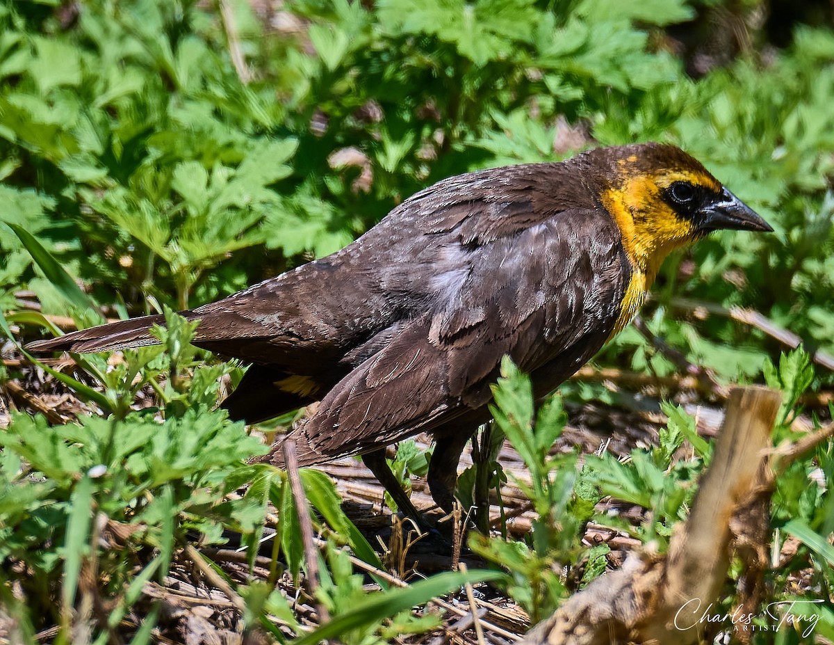 Yellow-headed Blackbird - ML618892408