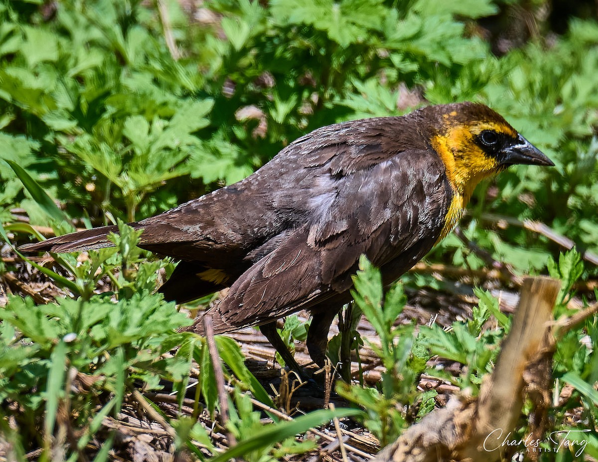 Yellow-headed Blackbird - Charles Tang