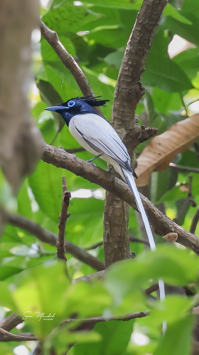 Indian Paradise-Flycatcher - ML618892433