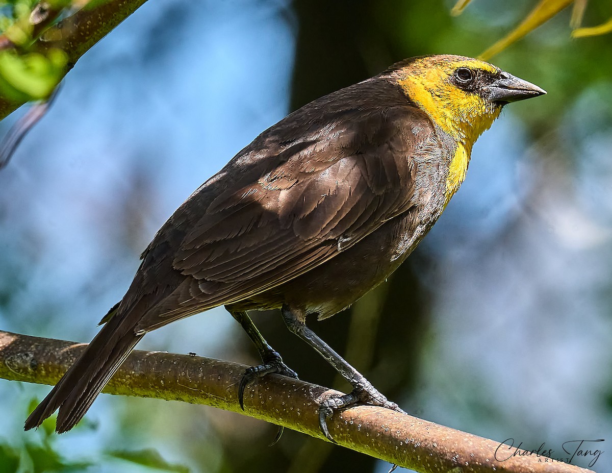 Yellow-headed Blackbird - ML618892434
