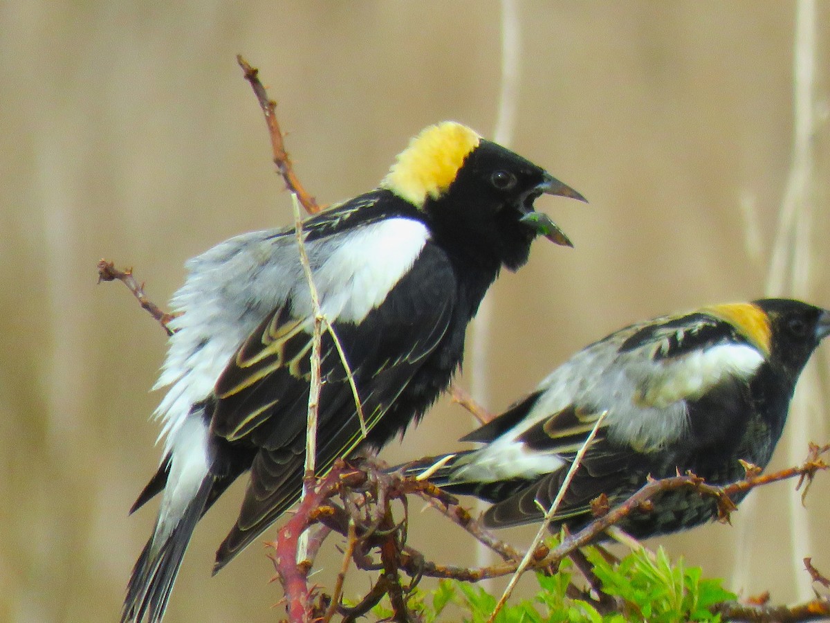 Bobolink - Judd Carlisle