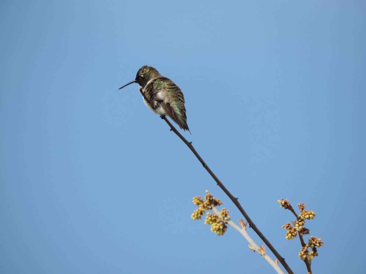 Colibri à gorge noire - ML618892449