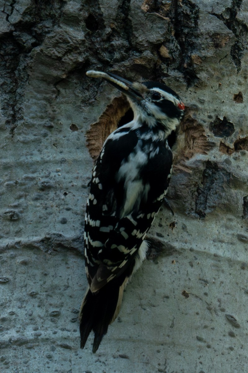 Hairy Woodpecker - ML618892464