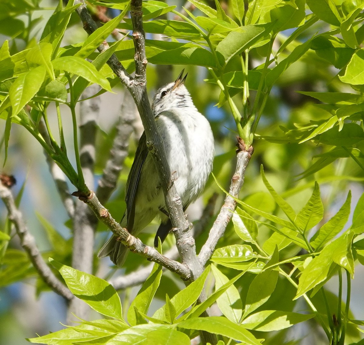 Tennessee Warbler - ML618892475