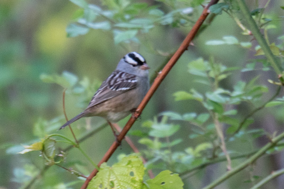 White-crowned Sparrow - Hannes Breuninger