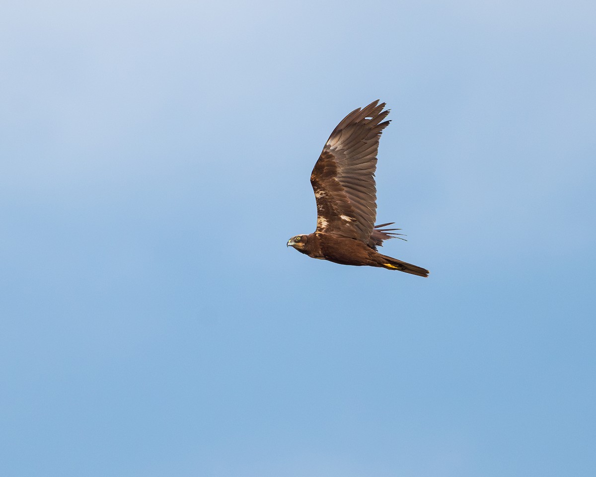 Western Marsh Harrier - ML618892542