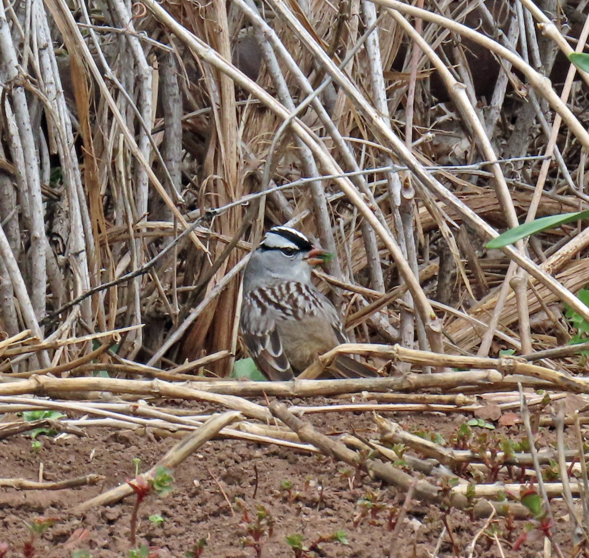 White-crowned Sparrow (oriantha) - JoAnn Potter Riggle 🦤