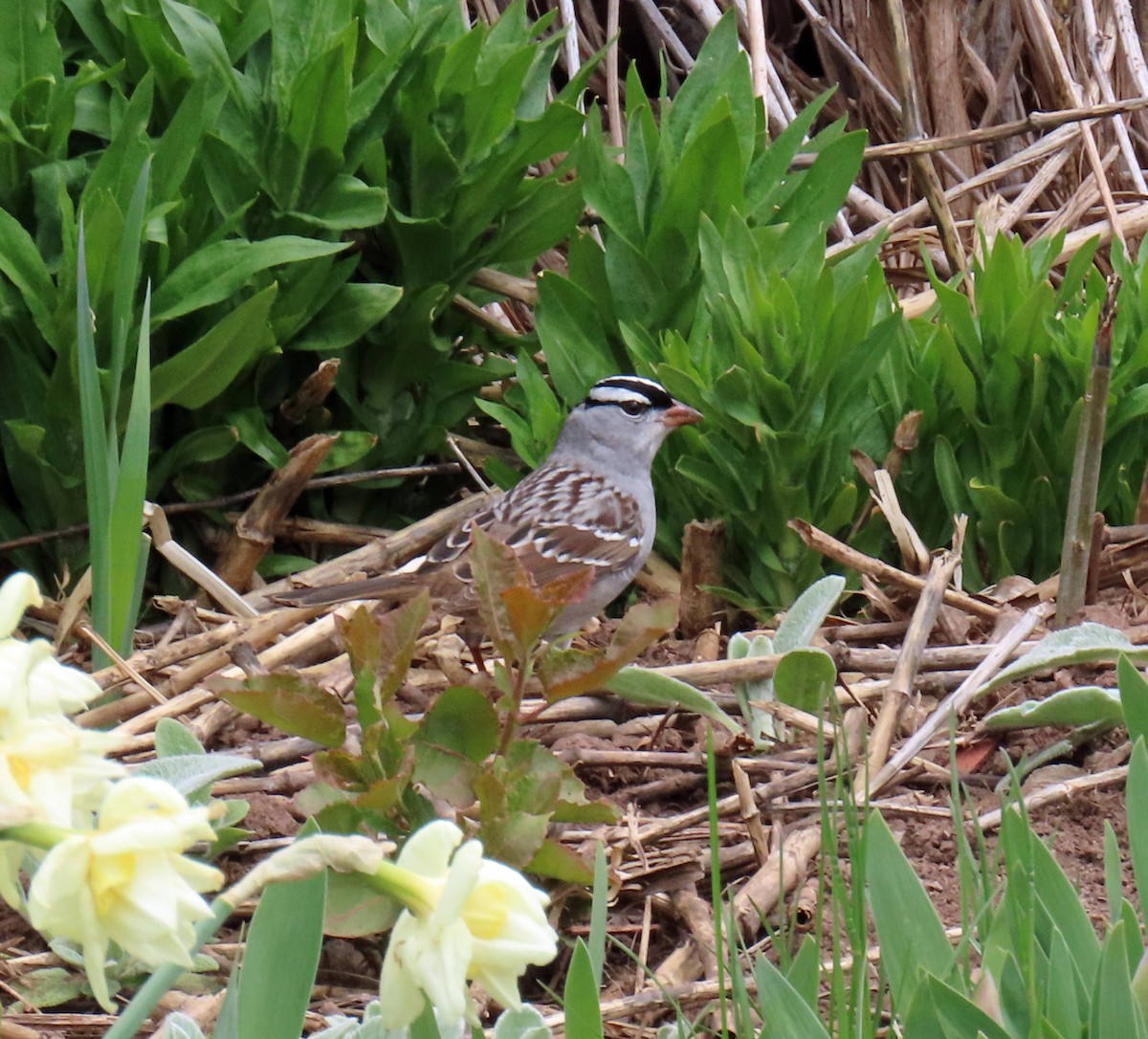 White-crowned Sparrow (oriantha) - JoAnn Potter Riggle 🦤