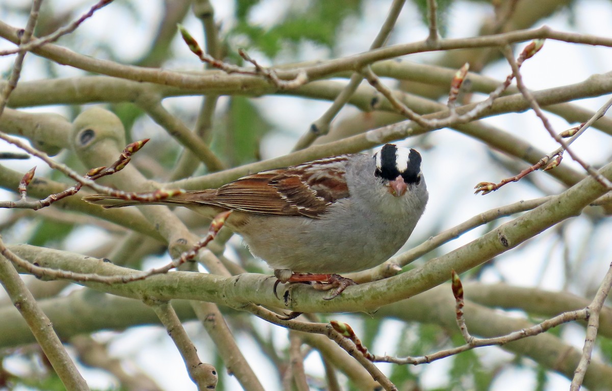 White-crowned Sparrow (oriantha) - JoAnn Potter Riggle 🦤
