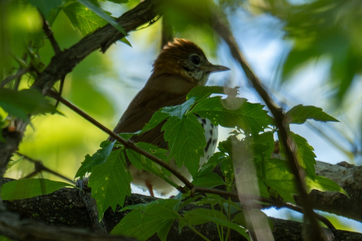 Wood Thrush - ML618892566