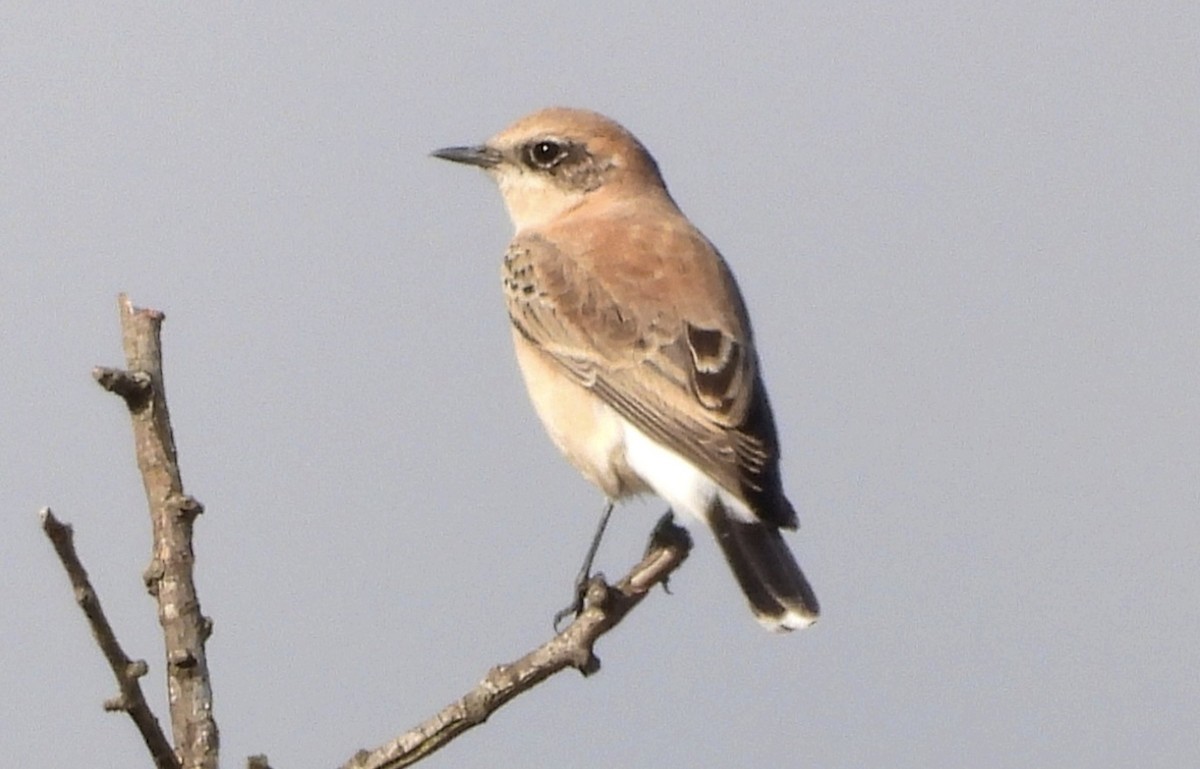 Eastern Black-eared Wheatear - Andrea Sorrentino