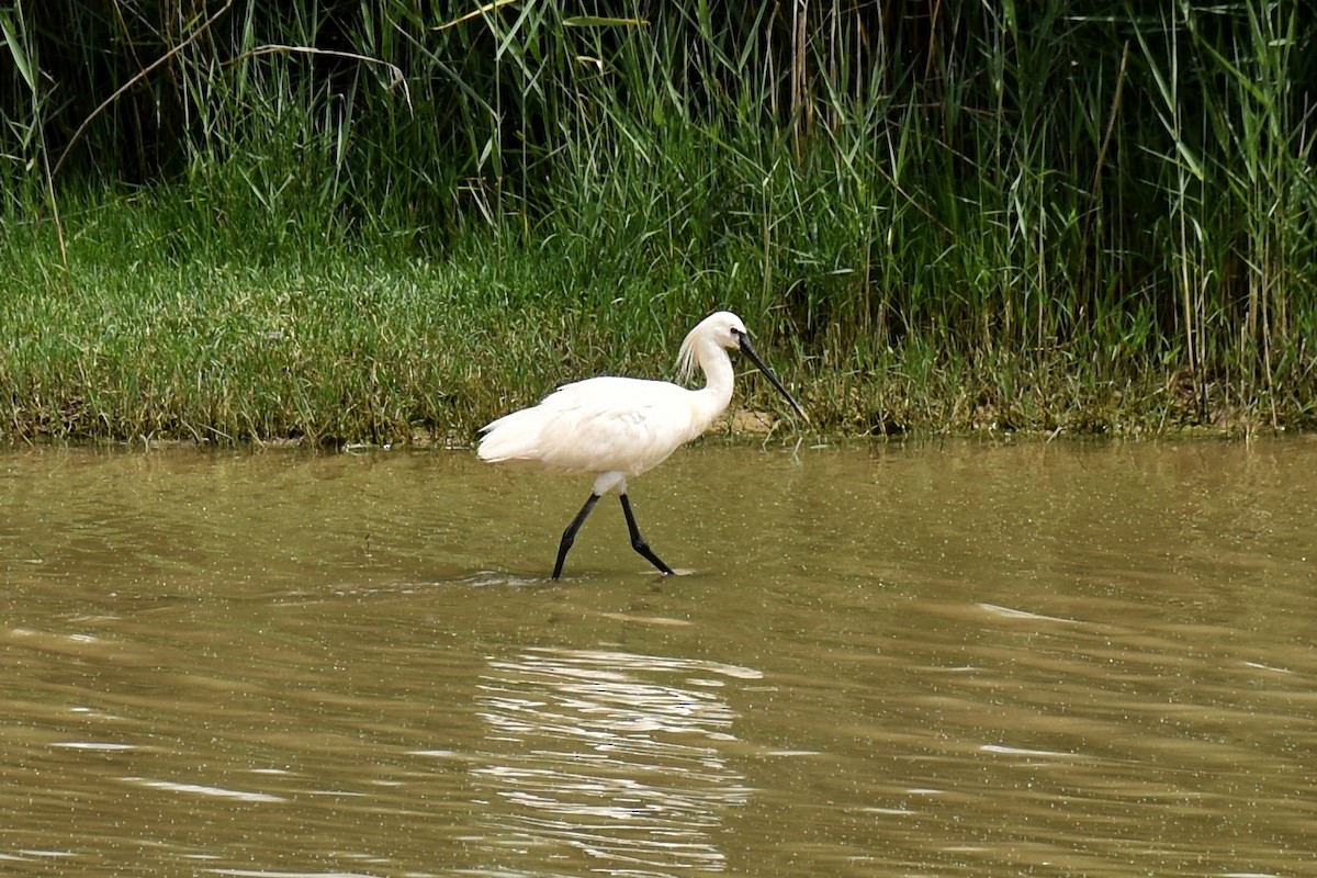 Eurasian Spoonbill - Esme Macpherson