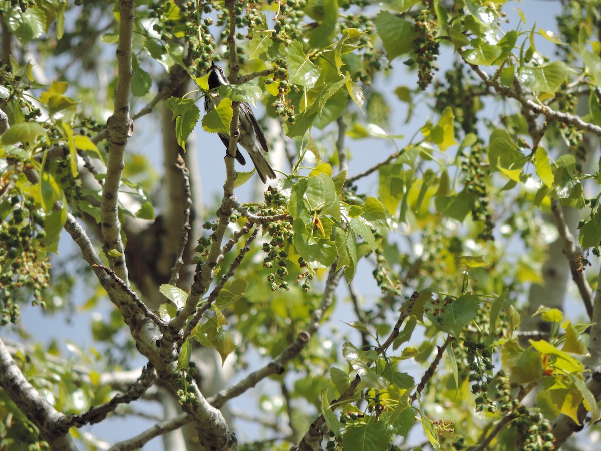 Black-throated Gray Warbler - Kitawna Hoover