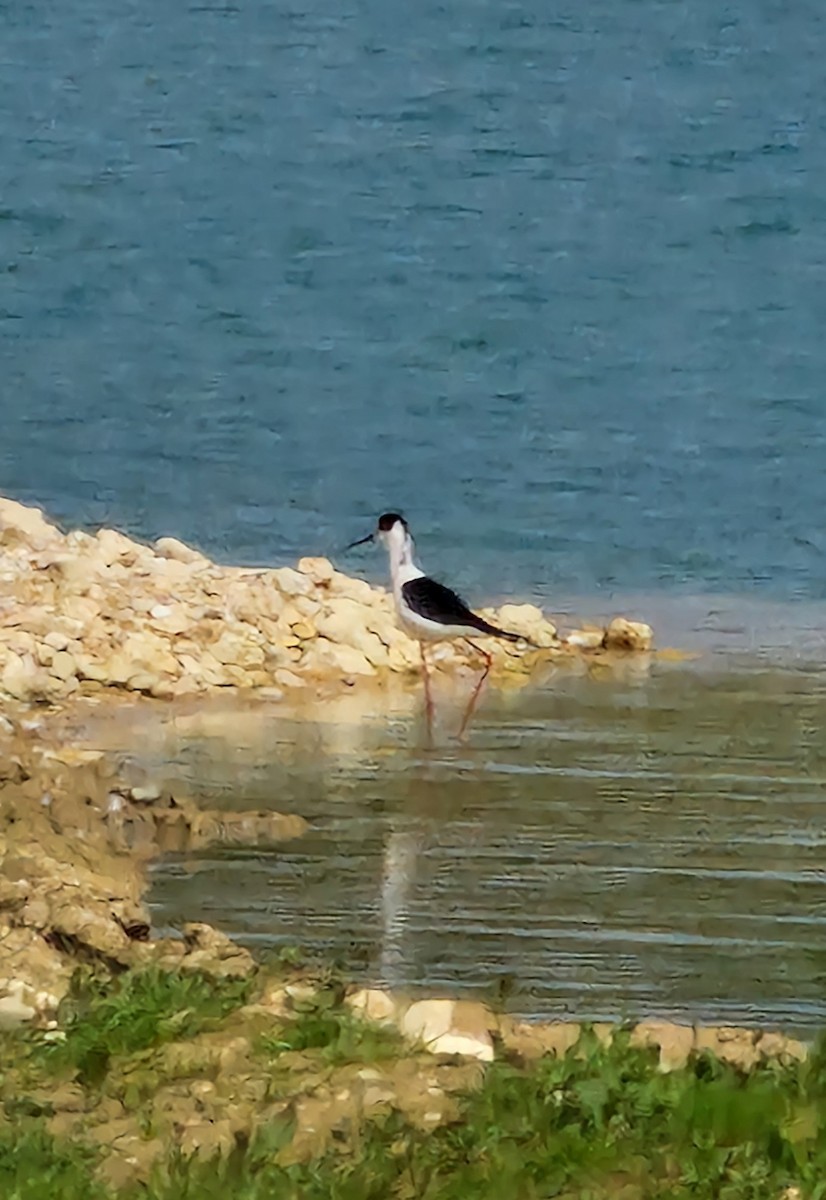 Black-winged Stilt - Benoit Brayer