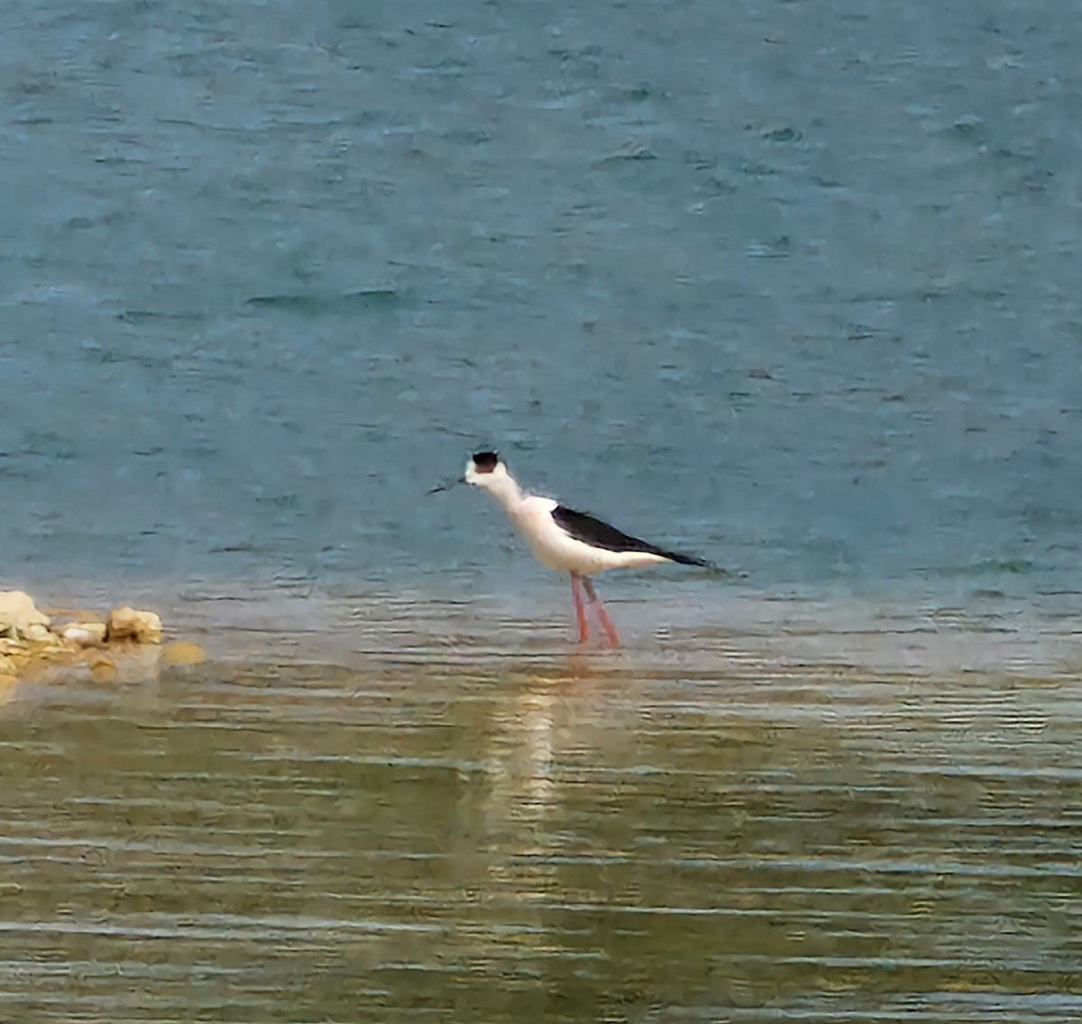 Black-winged Stilt - Benoit Brayer