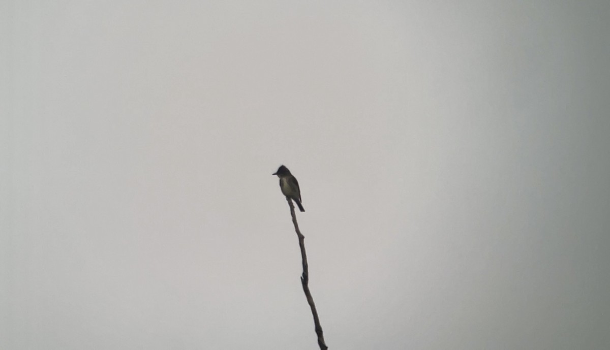 Olive-sided Flycatcher - Christian Walker