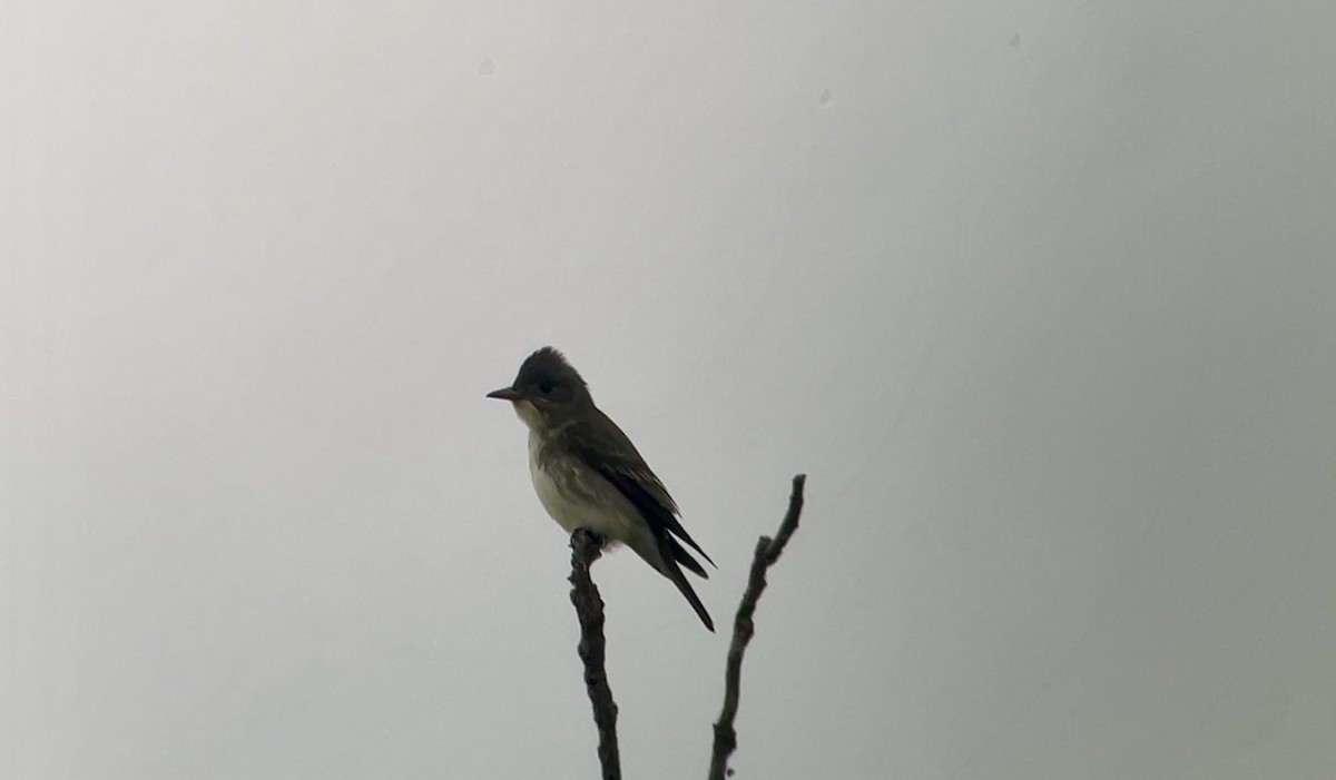 Olive-sided Flycatcher - Christian Walker