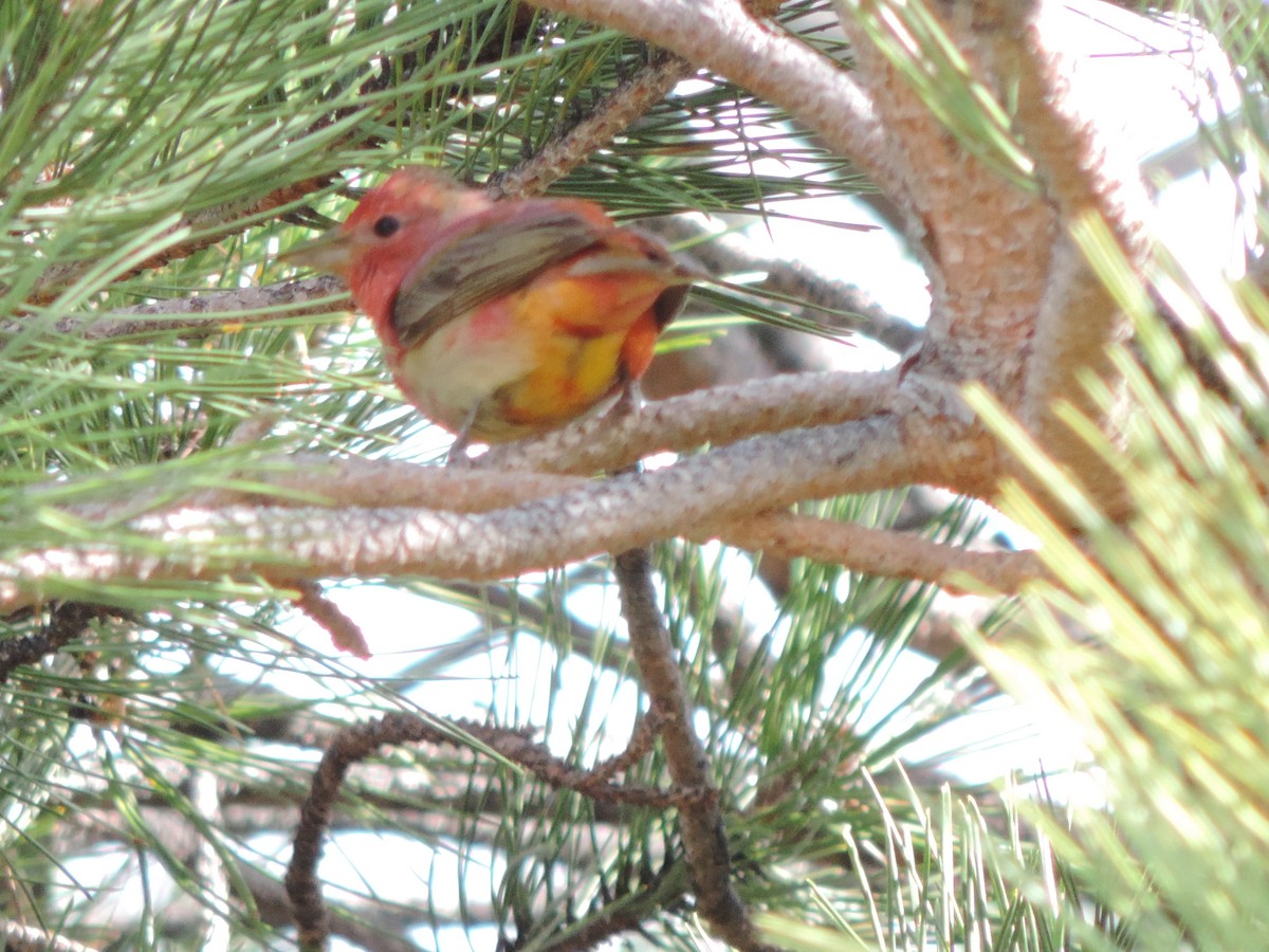 Summer Tanager - Kitawna Hoover