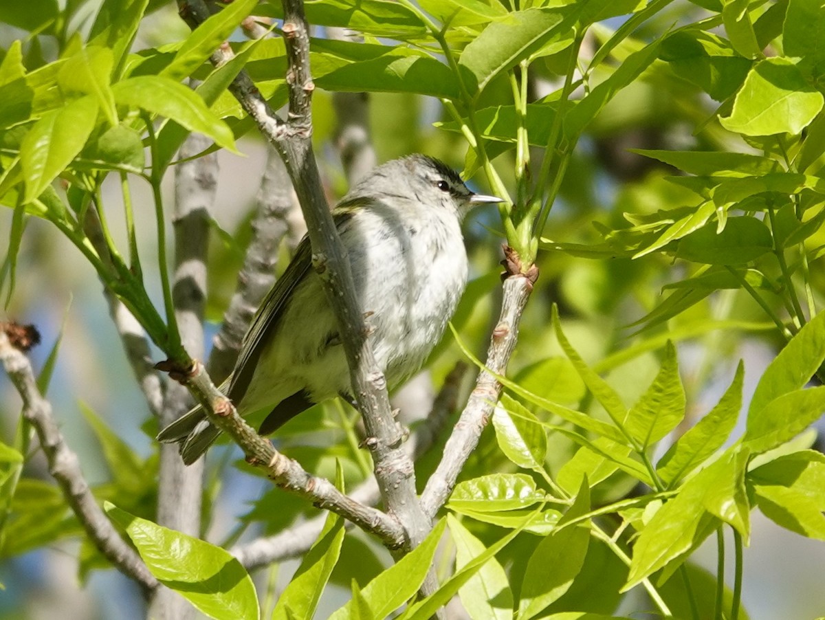 Tennessee Warbler - ML618892641