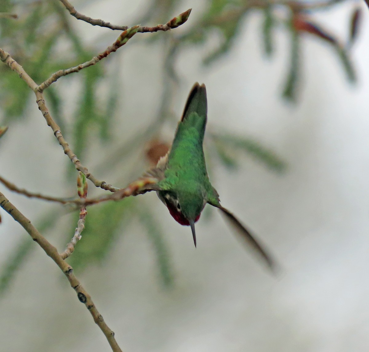 Broad-tailed Hummingbird - ML618892643