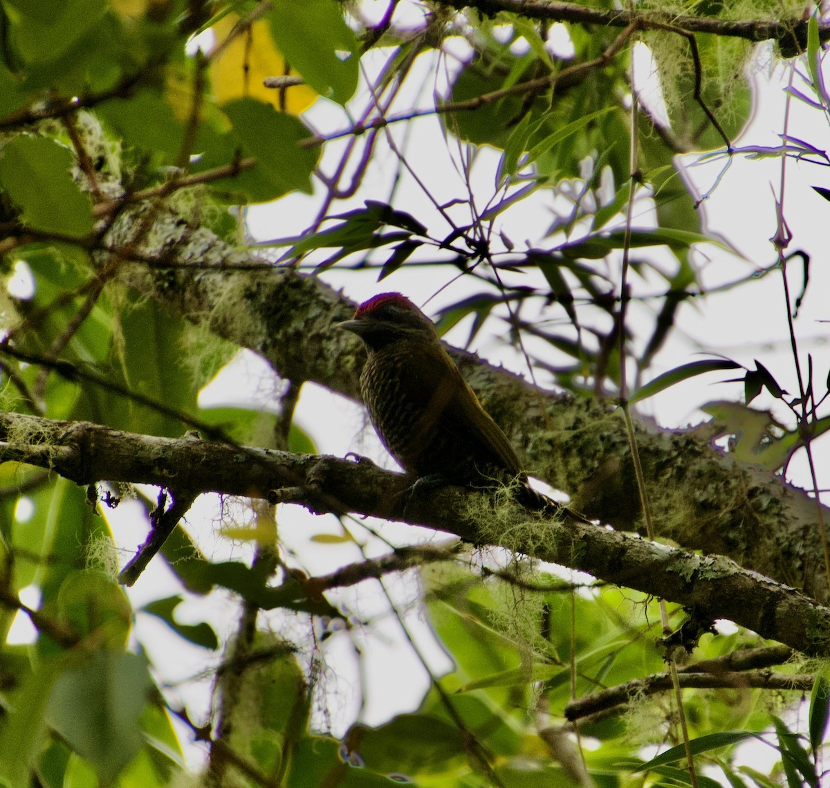 Bar-bellied Woodpecker - Julian Moulton