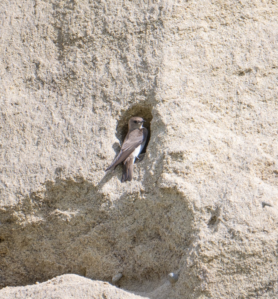 Northern Rough-winged Swallow - ML618892646