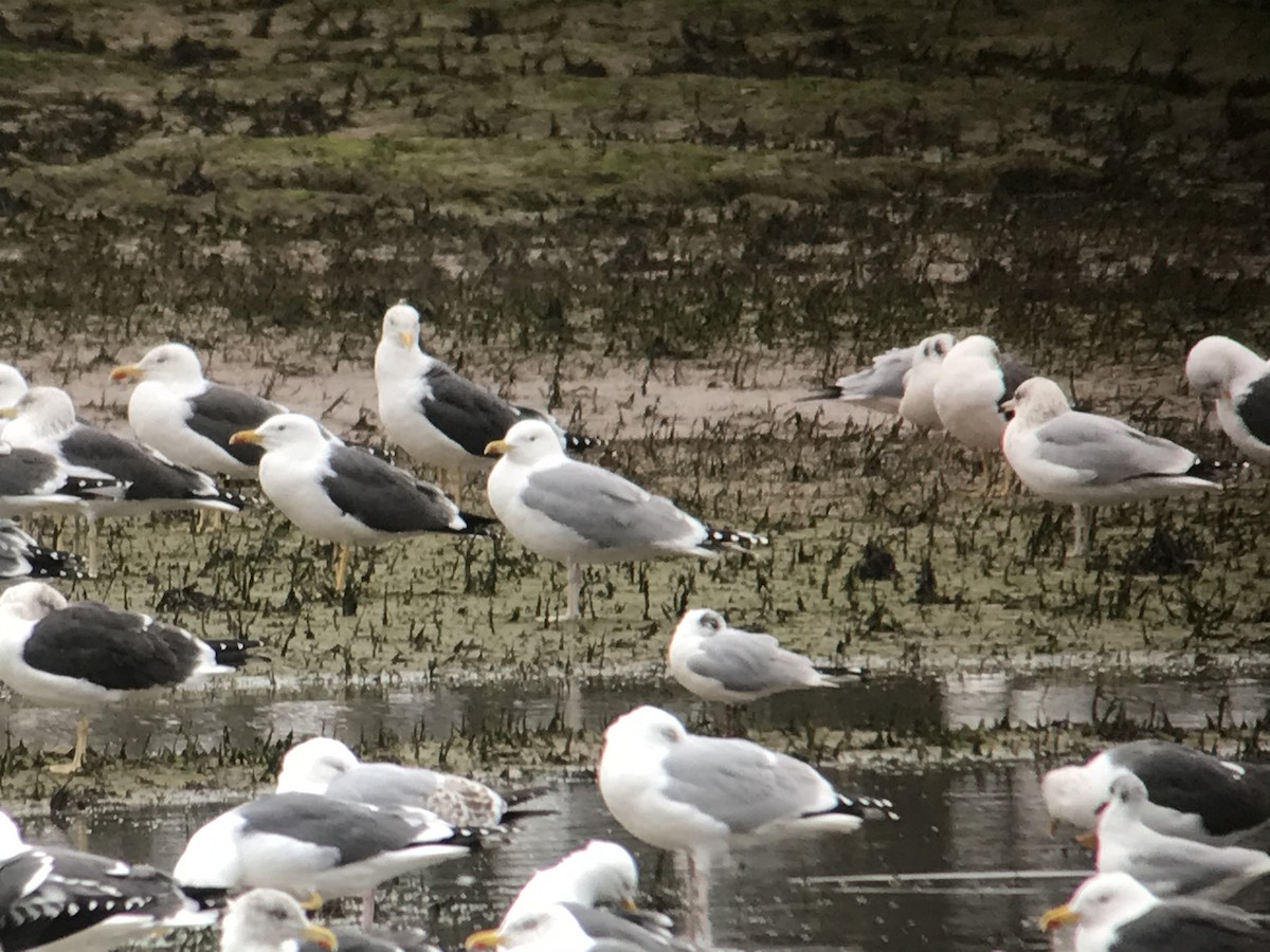 Caspian Gull - Liam Langley