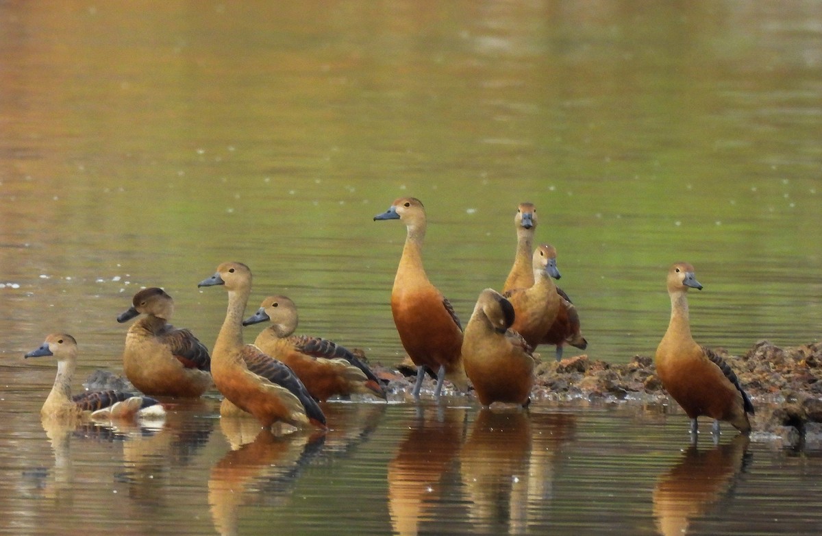 Lesser Whistling-Duck - S Pranav