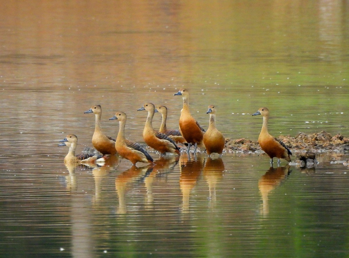 Lesser Whistling-Duck - ML618892680