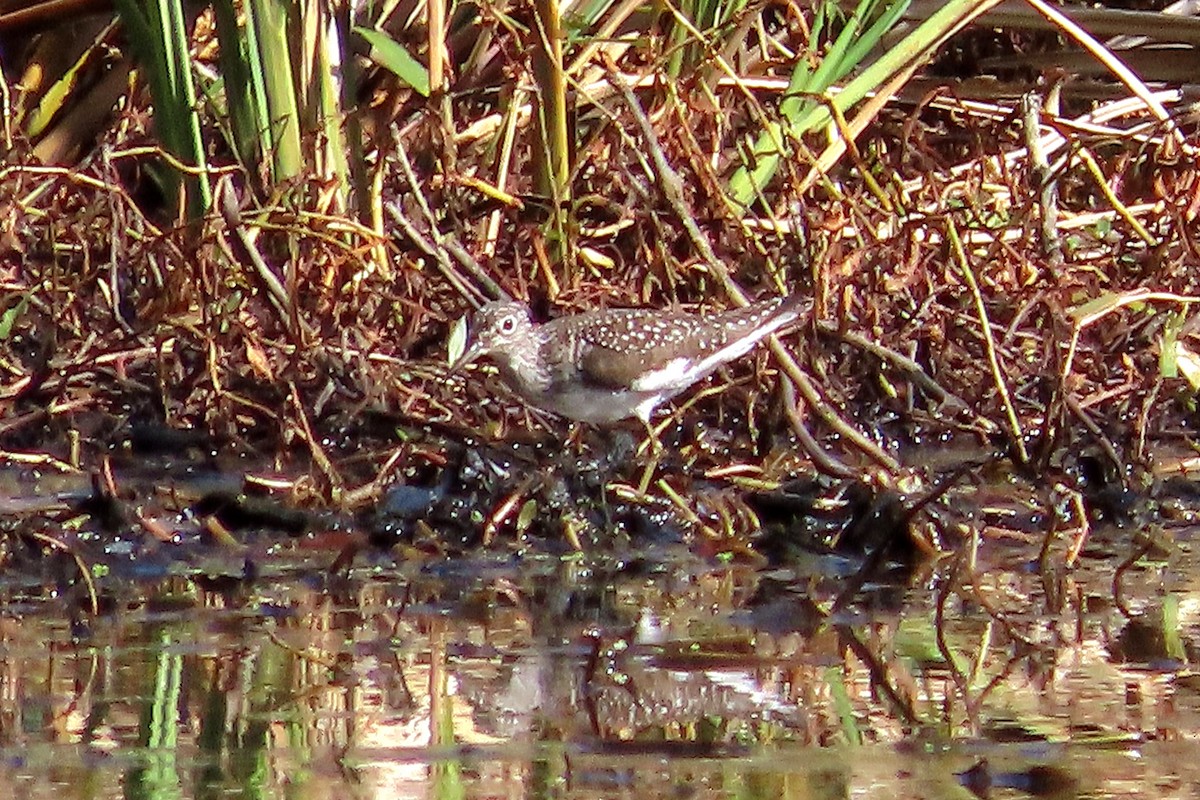 Solitary Sandpiper - kathy hart