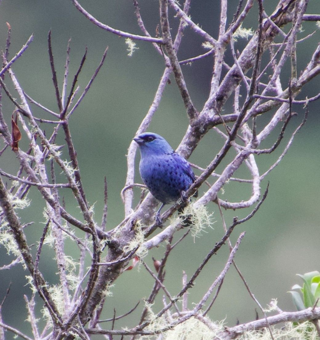 Blue-and-black Tanager - Julian Moulton