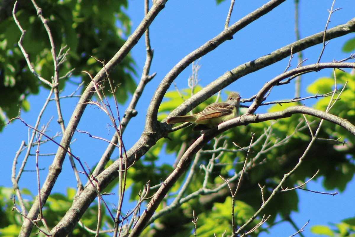 Great Crested Flycatcher - ML618892719