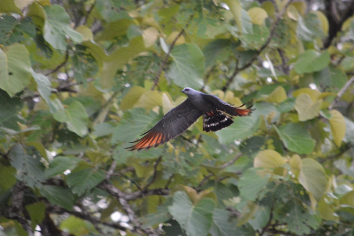 Plumbeous Kite - ML618892721