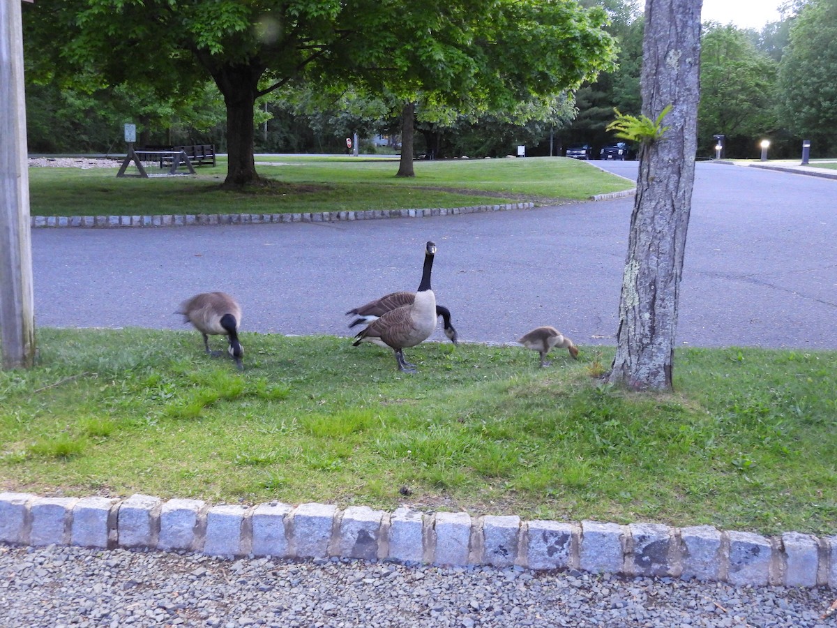 Canada Goose - Lisa Kroop