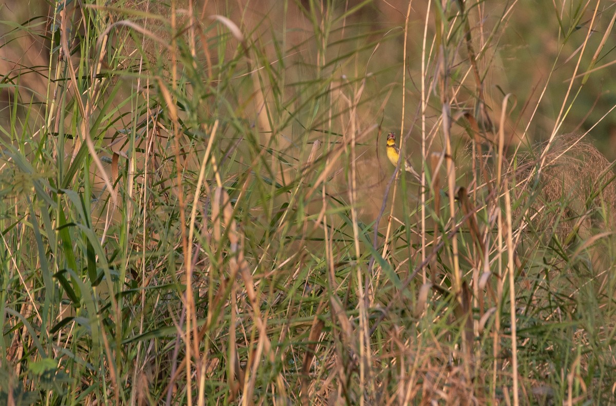 Yellow-breasted Bunting - Daniel Gornall