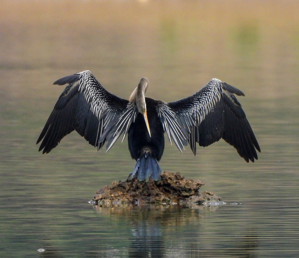 Oriental Darter - S Pranav