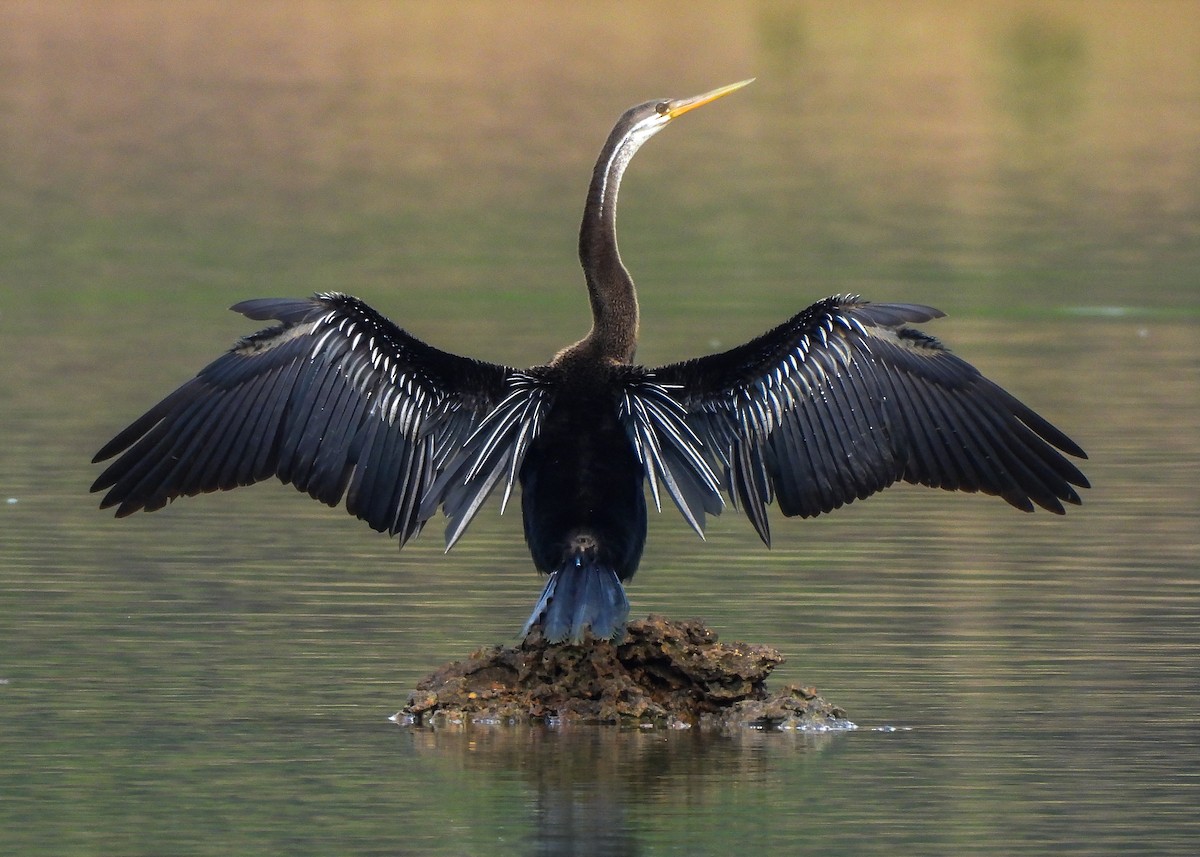 Orient-Schlangenhalsvogel - ML618892749