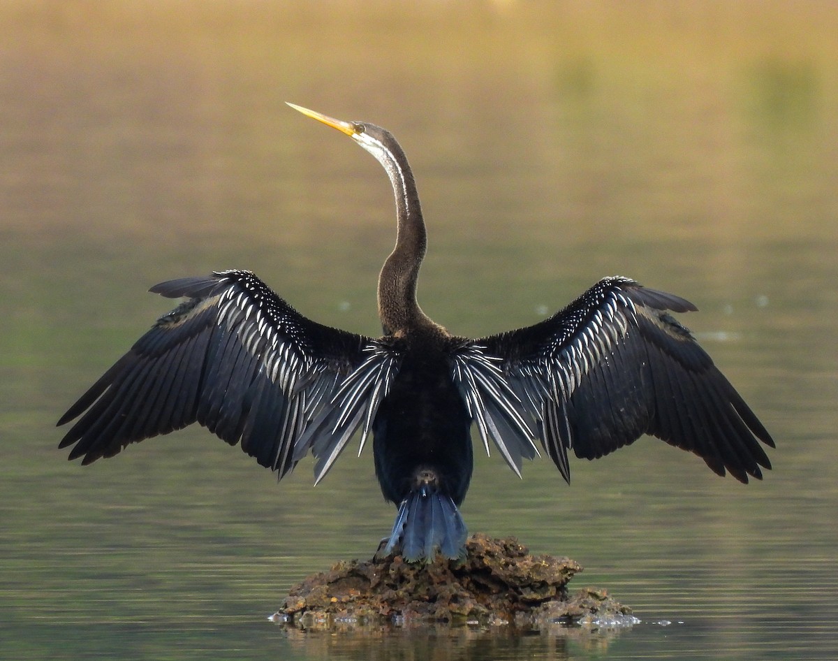 Oriental Darter - S Pranav