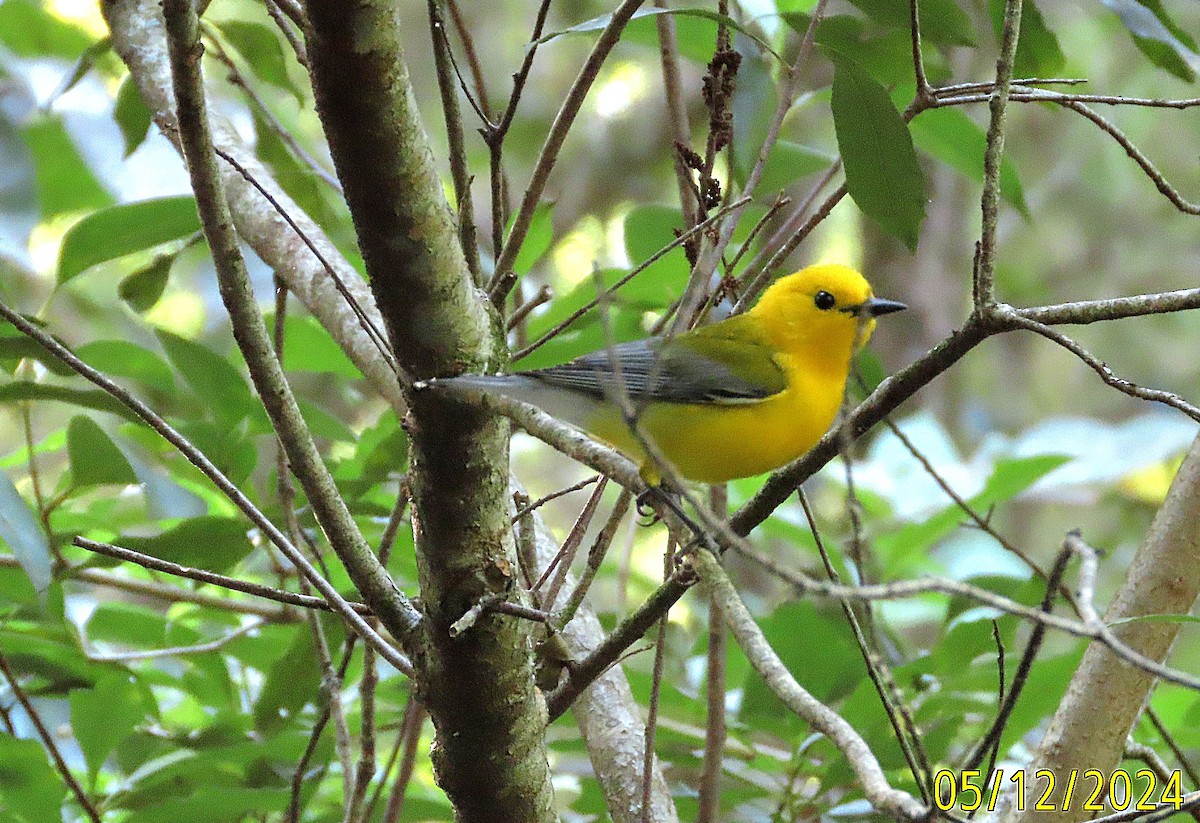 Prothonotary Warbler - kathy hart