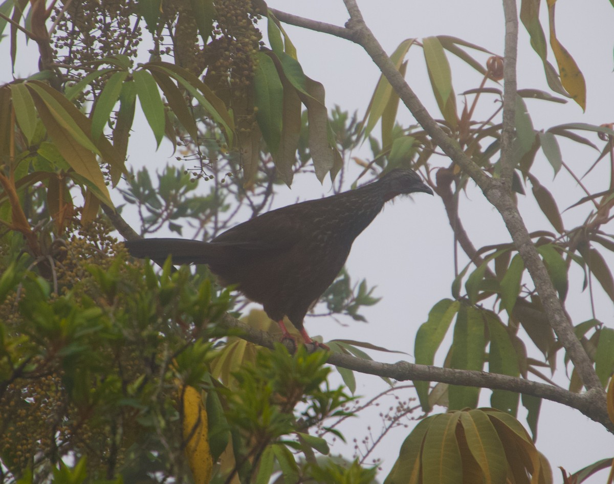 Andean Guan - Julian Moulton