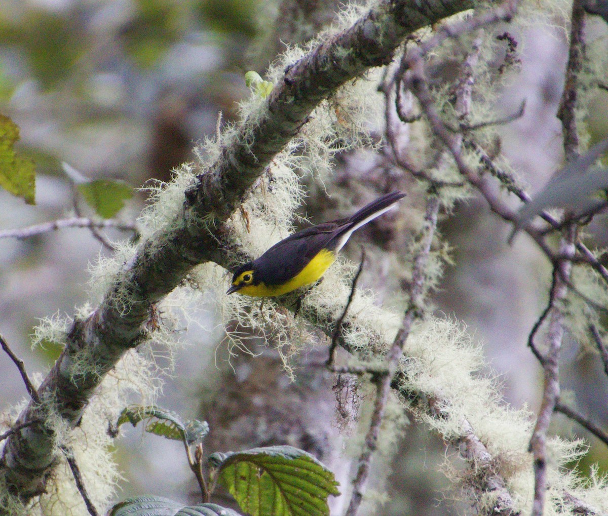 Spectacled Redstart - Julian Moulton